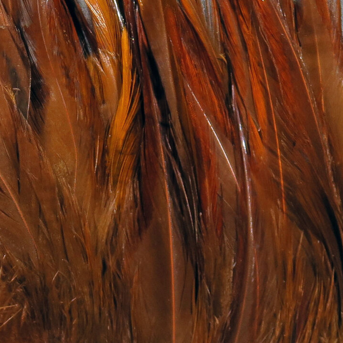 Hareline Strung Chinese Saddle 5-7 Inch